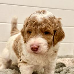Yellowstone - Parti male Goldendoodle puppy in Stockton, California from Port City Doodles