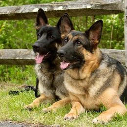 "Lucy and Stella" German Shepherd All Grown Up from Karen Nelson's German Shepherds