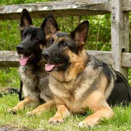 "Lucy and Stella" German Shepherd All Grown Up from Karen Nelson's German Shepherds