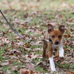 Rat Terrier Puppies from River Ridge Rat Terriers