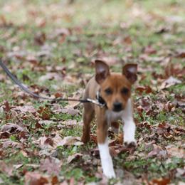 Rat Terrier Puppies from River Ridge Rat Terriers
