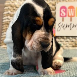 Flip Flop (teal collar) - Black brown and white female Basset Hound puppy in Edmonton, Kentucky from RiverBottom Bassets