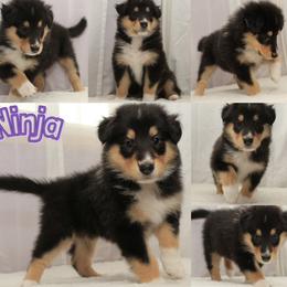 Ninja - Black white and tan female Collie puppy in Mattoon, Illinois from Gold Leaf Collies