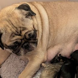 Chinese Cresteds and Pugs from Charming Cresteds Kennel