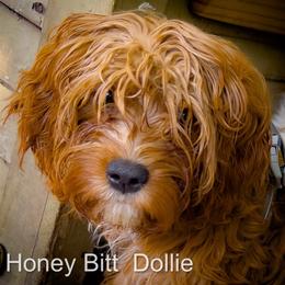 Dollie - Red female Cavapoo puppy in Maple Grove, Minnesota from Honey Bit Kennels