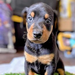Mister - Black and rust male Doberman Pinscher puppy in Houston, Texas from Becken Dobermans
