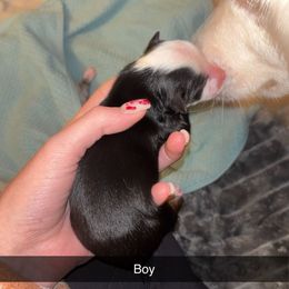 Jingle - Black tri male Miniature Australian Shepherd puppy in Pittsburg, Texas from East Texas Aussie Haven