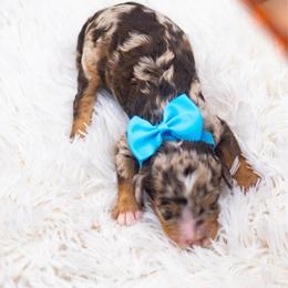 Heath - Chocolate merle male Bernedoodle puppy in Richmond, Texas from Harper’s Heartbeats