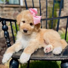 Butter Pecan - Apricot female Pyredoodle puppy in Bowling Green, Ohio from FDF Pyredoodles & Bernedoodles