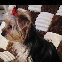 Macie - Yorkshire Terrier