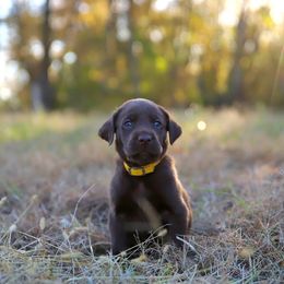 Yellow Boy - Chocolate male Labrador Retriever puppy in Angola, Indiana from Reniers Labrador Retrievers