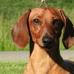 Dachshunds from Pudgy Paws Dachshunds