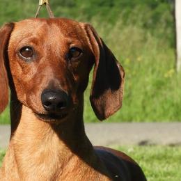 Dachshunds from Pudgy Paws Dachshunds