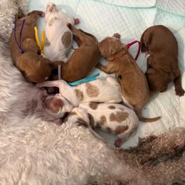 Girl 2 - Red female Cavapoo puppy in Bountiful, Utah from PJs Puppy Love