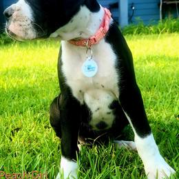 Peach Collar - Brindle female Boxer puppy in Pass Christian, Mississippi from Amanda's Boxers