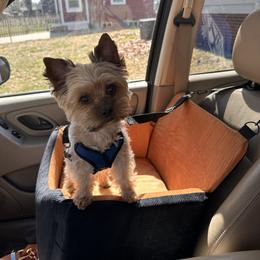 Coco - Tan male Yorkshire Terrier puppy in Des Moines, Iowa from Diamond Yorkshire Terriers