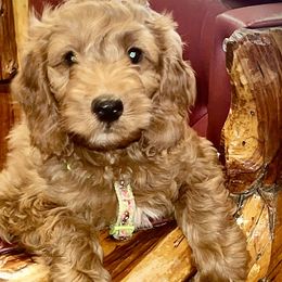 Happy Jack - Red  Goldendoodle puppy in Sheridan, Wyoming from Ming’s Dynasty Doodles