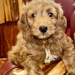 Happy Jack - Red  Goldendoodle puppy in Sheridan, Wyoming from Ming’s Dynasty Doodles