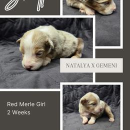 Svetlana - Red merle female Australian Shepherd puppy in Abilene, Texas from S&K Aussies N' Rotties
