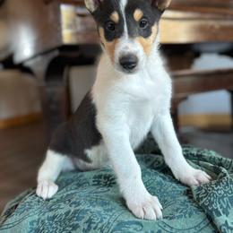 Ginger - Black white and tan female Collie puppy in Underwood, Indiana from Third Gen Collies