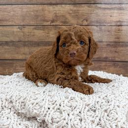 Rory - Red female Cockapoo puppy in Beresford, South Dakota from DAKOTA DOOD RANCH