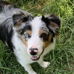 Axl - Miniature Australian Shepherd