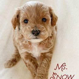 Snow - Cream female Goldendoodle puppy in Sacramento, California from Dandy Doodles Goldendoodles