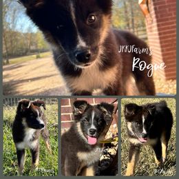 Rogue, BTF Brown eyes - Black tri-color female Australian Shepherd puppy in Huntington, Texas from JKKJ Farms