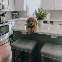 Goldendoodle puppies from Doodle Squad Puppies