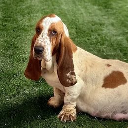 Allie - Basset Hound