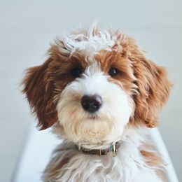 Remi - Goldendoodle