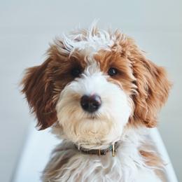 Remi - Goldendoodle