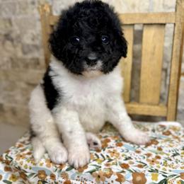 Oriole - Black and white male Bernedoodle puppy in Midland, Michigan from Northern Charm Farm