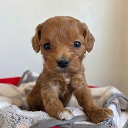 Honey - Red female Cavapoo puppy in Blackfoot, Idaho from Draper Mountain Doodles