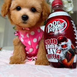 DOTTIE - Apricot female Maltipoo puppy in Sugar Land, Texas from Celebrity Maltipoos