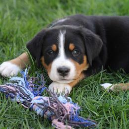 Greater Swiss Mountain Dog Puppies from Silver String Swissies