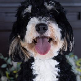 Roxy - Bernedoodle