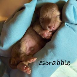 Scrabble - Red male Dachshund puppy in Michigan from Hidden Haven Dachshunds