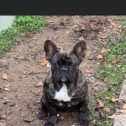 Boston Terrier and French Bulldog Puppies from High Plains