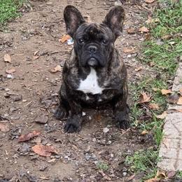Boston Terrier and French Bulldog Puppies from High Plains