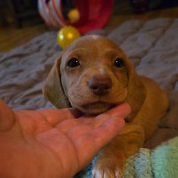 Waffle - Cream female Dachshund puppy in Upland, California from The Puppy Cottage