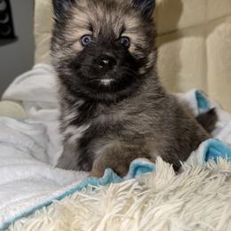 Hansel - Wolf sable male Pomsky puppy in New Bedford, Massachusetts from Roark Pack Chihuahua's & Pomsky's