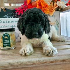 Double Doodle and Poodle Puppies from Perfect Poodles and Doodles LLC