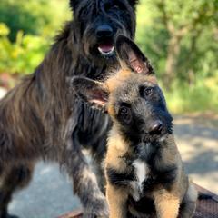 Belgian Laekenois Puppies from Chiens de Rafale