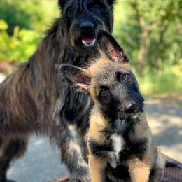 Belgian Laekenois Puppies from Chiens de Rafale