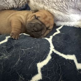 Boy 1 - Fawn sable male Chinese Shar-Pei puppy in Fairfield, Texas from Majesty SharPei