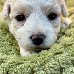 Chamomile - Champagne female Maltipoo puppy in Howard City, Michigan from Petite Joie Puppies