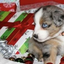 German Shepherds and Miniature Australian Shepherds from Taylor Pevehouse