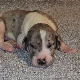 Cooper - Mantle merle male Great Dane puppy in Walker, Louisiana from La Rebel Danes