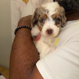 Butterfinger - Chocolate merle male Bernedoodle puppy in Richmond, Texas from Harper’s Heartbeats